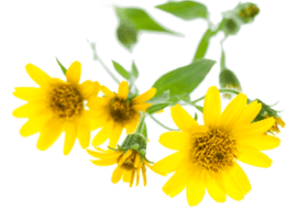 Арніка (Arnica montana)