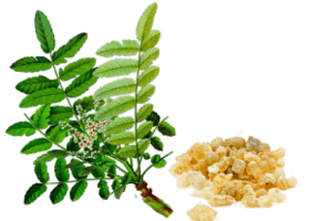 Індійський ладан (Boswellia serrata)