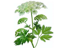 Горичник царський (Peucedanum ostruthium)