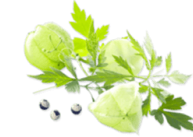 Кардіоспе́рмум (Cardiospermum halicacabum)