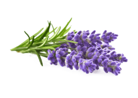 Лаванда (Lavandula angustifolia) Just Україна