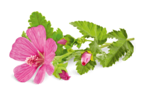 Мальва (Malva sylvestris) Just Україна