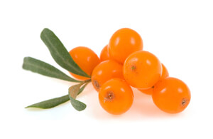 Обліпиха (Hippophae rhamnoides)
