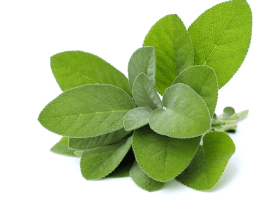 Шавлія аптечна (Salvia officinalis)