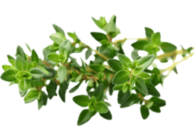Чебрець (Thymus vulgaris)